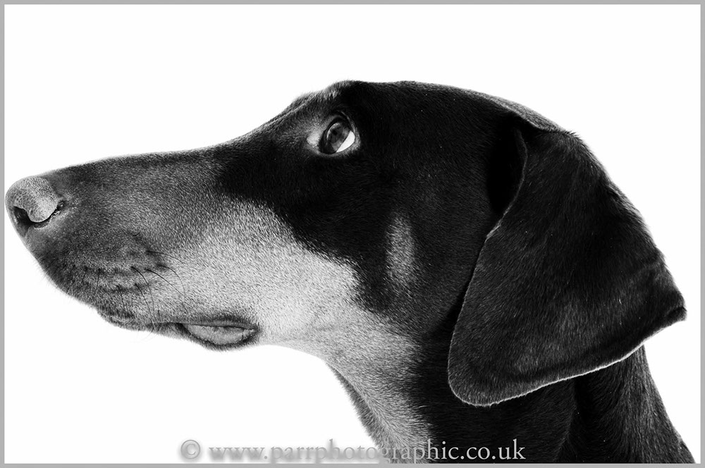 Studio Portrait of a pet dog 