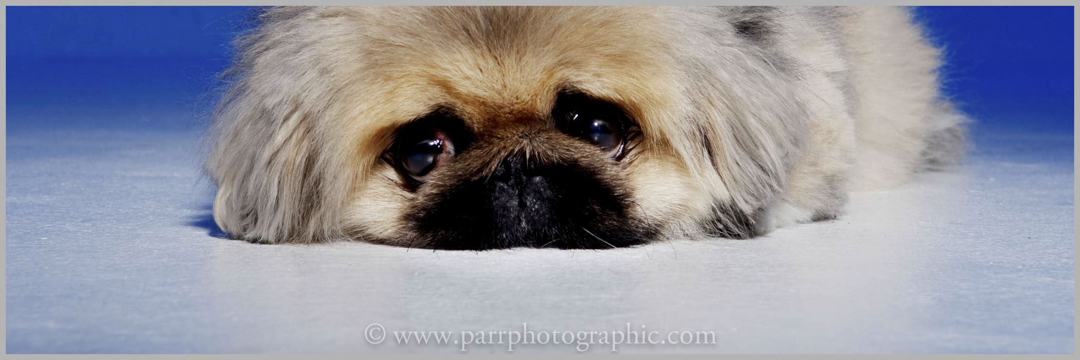 Studio Portrait of a fluffy dog 